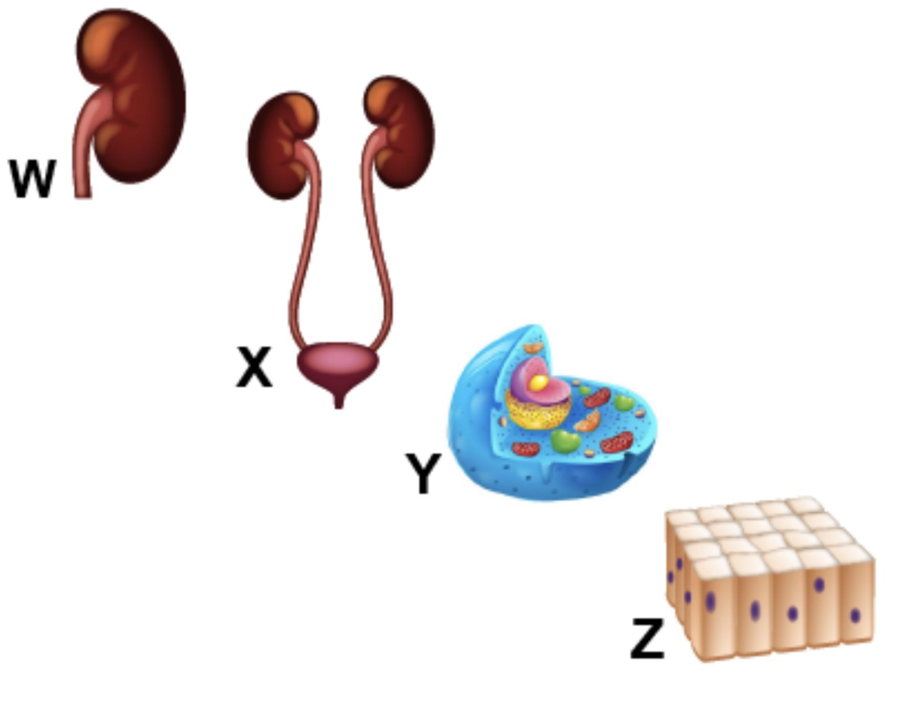 The diagram shows structures that represent different levels of