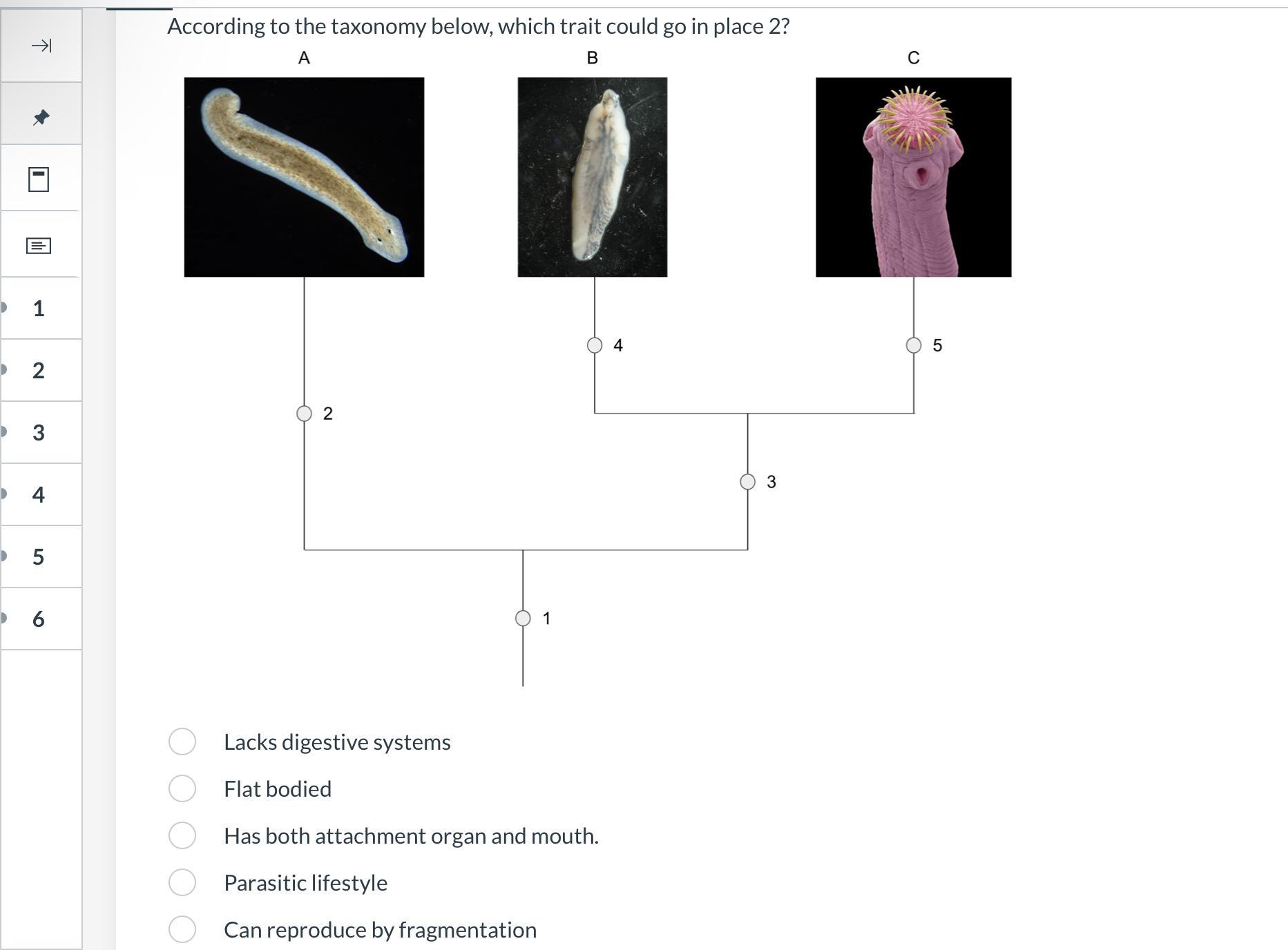 According to the taxonomy below, which trait could go in place 2