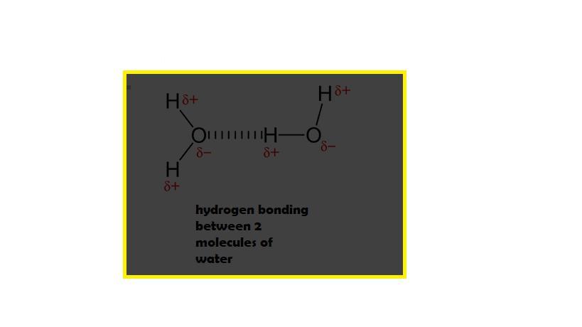 Which property of the water molecule causes two water molecules to be