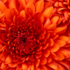 Choose One Of The Factors Of 5X*3 − 135. A. 5 B. X-3 C. X*2+3X+9 D. All Of The Above - Brainly.com