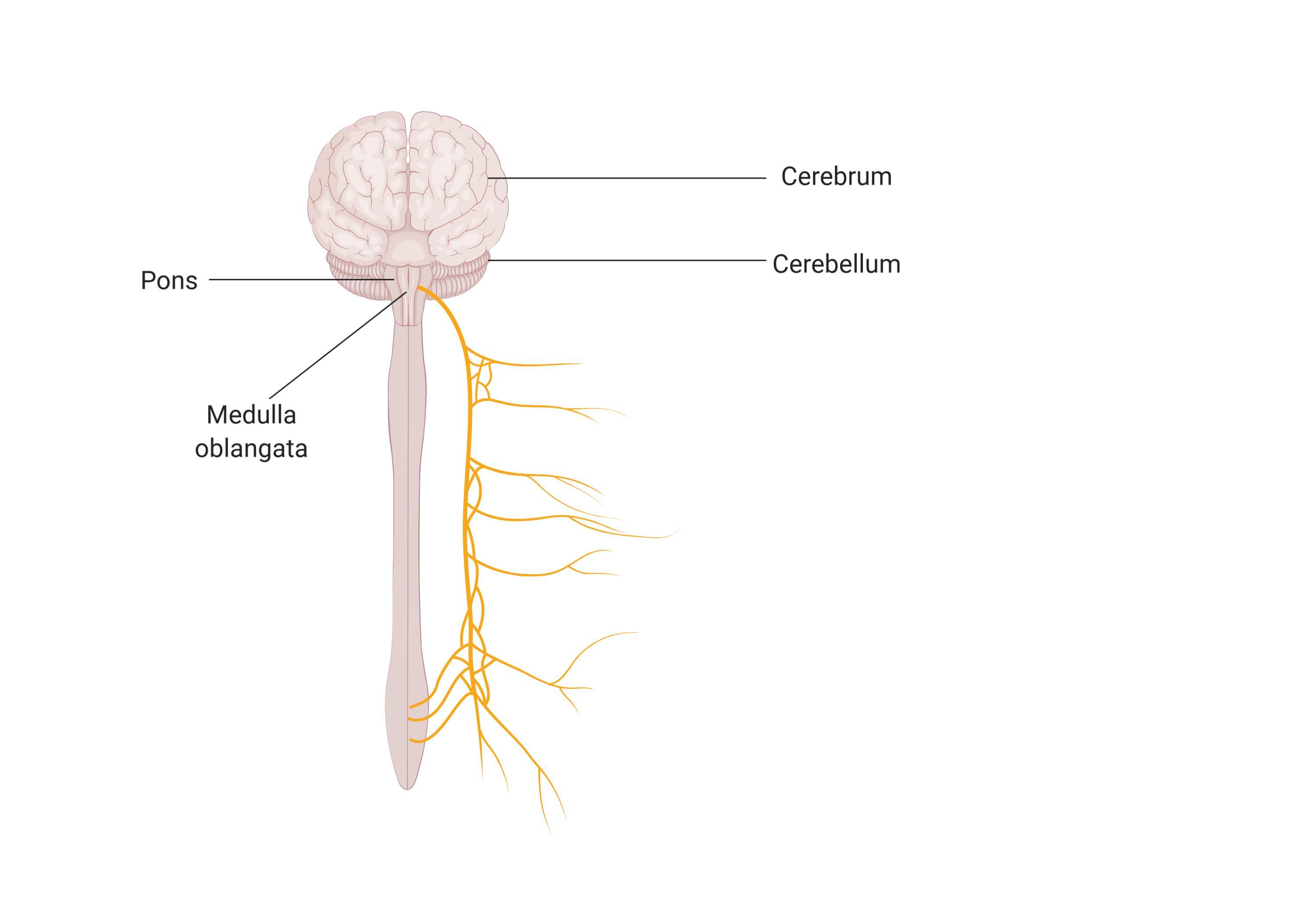 "the medulla, the pons, and the cerebellum are three main parts of the