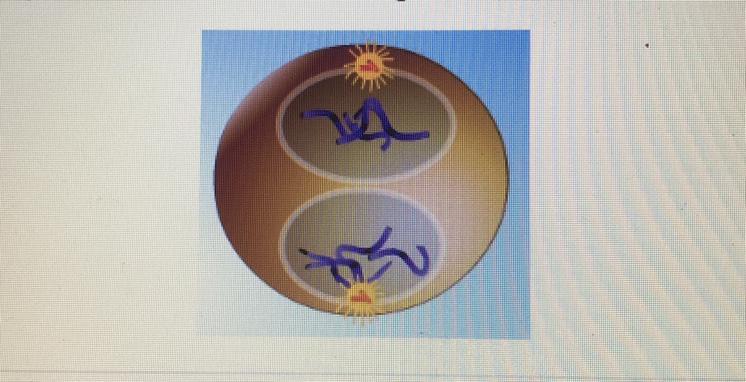 What phase of mitosis is shown in the diagram below? O A. Prophase O B