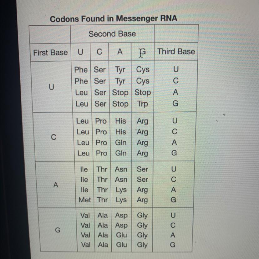 This table shows the codons found in messenger RNA. Using this