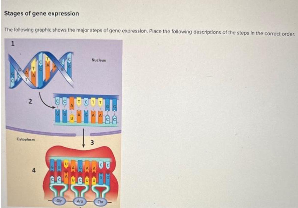 the following graphic shows the major steps of gene expression. place