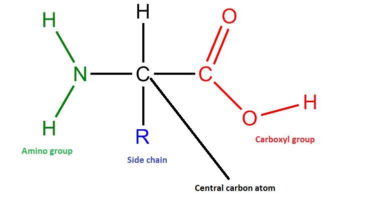 30 Points!) The Structure Of Amino Acids Consists Of; A Fatty Acid, Carboxyl Group, And A Side - Brainly.com