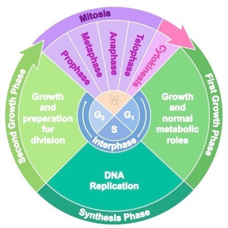 Before mitosis can proceed what sequence of steps that must first 