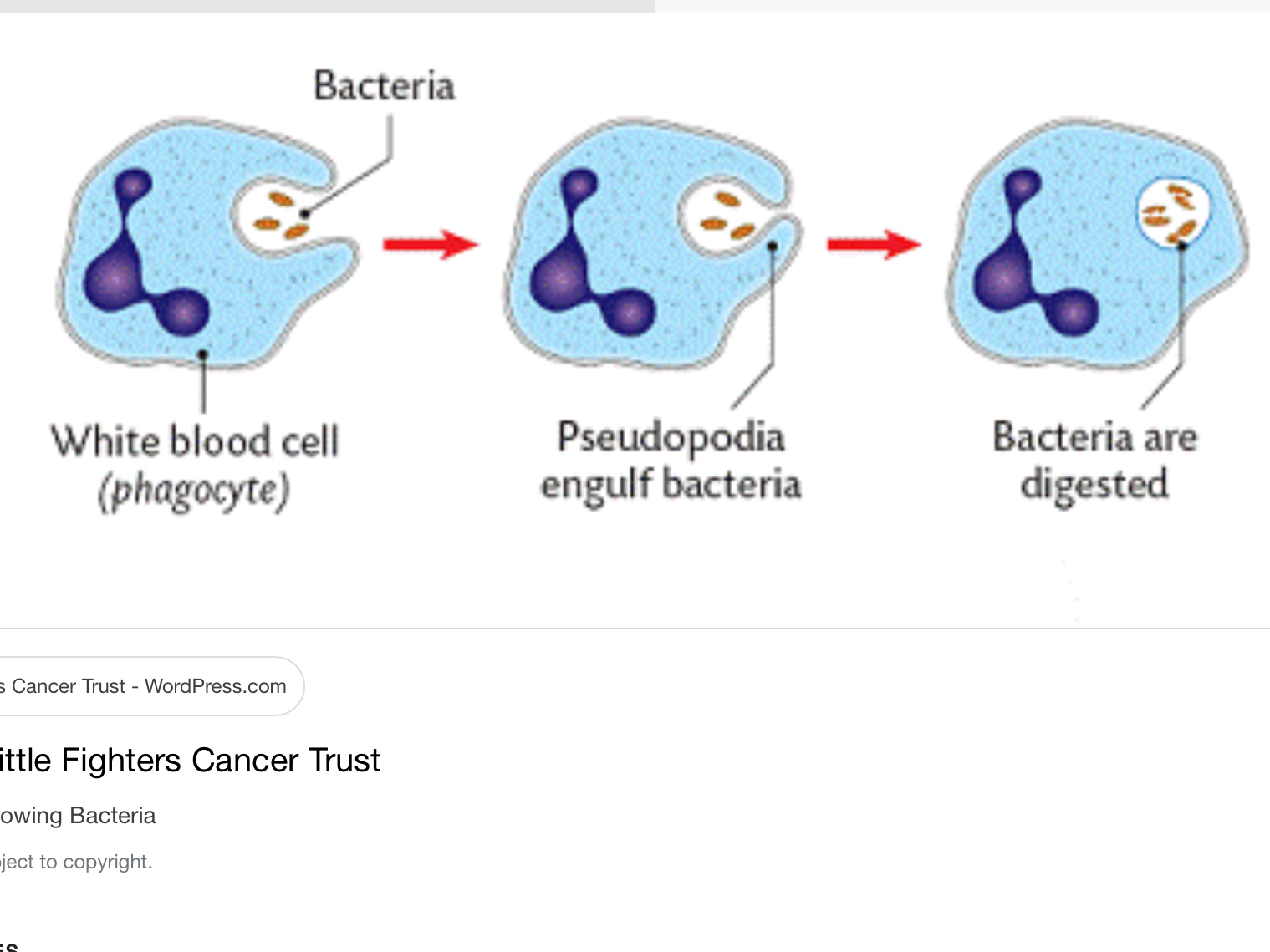 White Blood Cells Engulf Bacteria Through What Process Charlottehas
