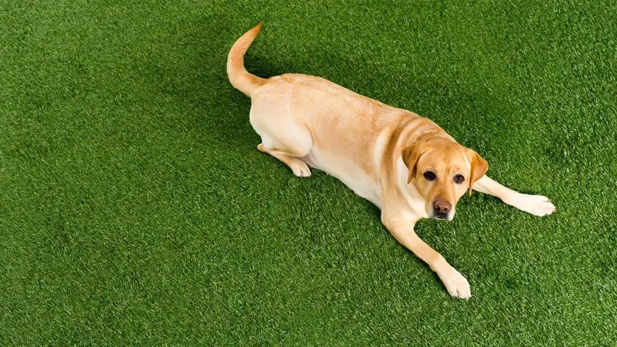 Perfect Pet Turf Artificial Grass for Dogs US Turf
