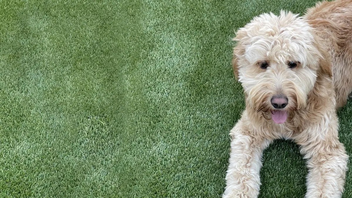 Perfect Pet Turf Artificial Grass for Dogs US Turf