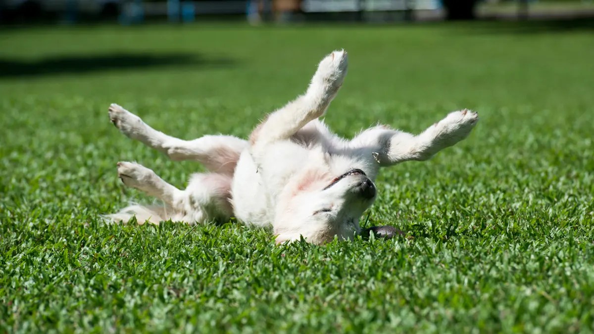 Perfect Pet Turf Artificial Grass for Dogs US Turf