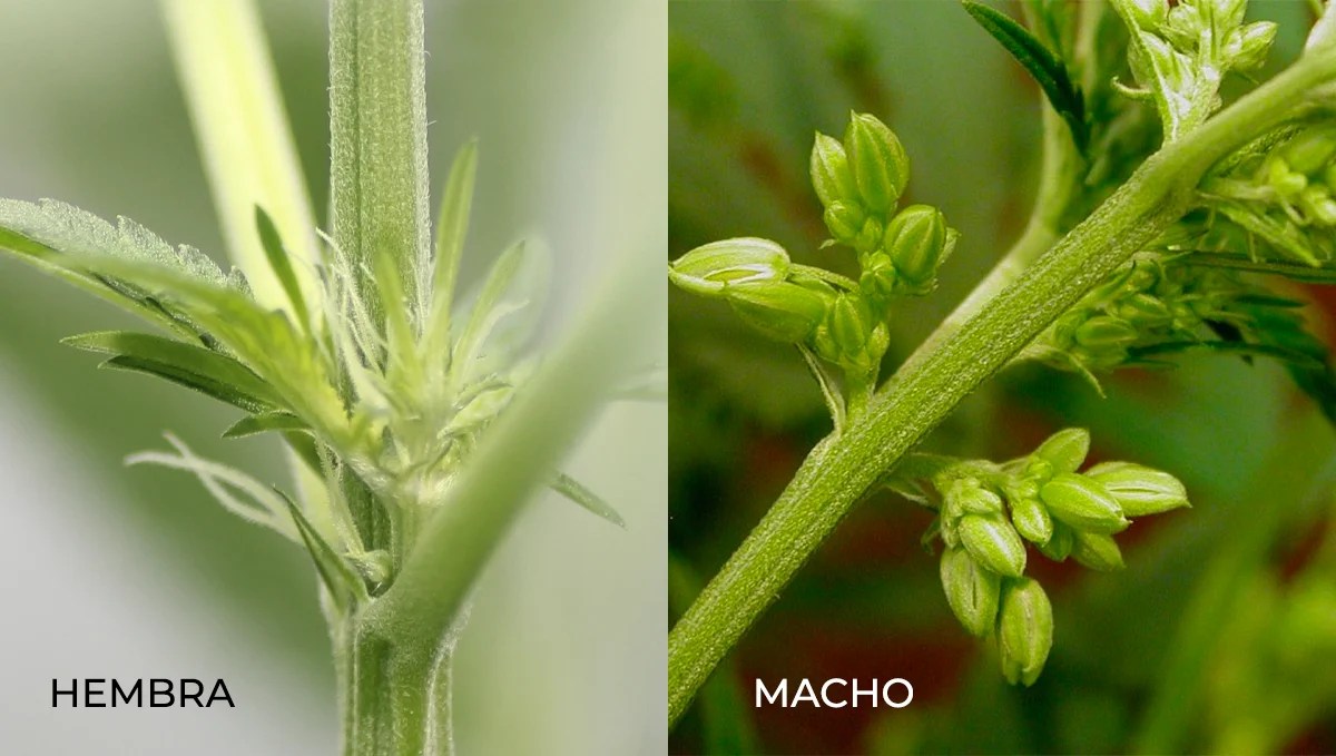 Anatomía de las plantas de cannabis de las semillas a los cogollos
