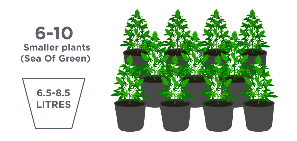Best Pot Size for Autoflowering Seeds Fast Buds
