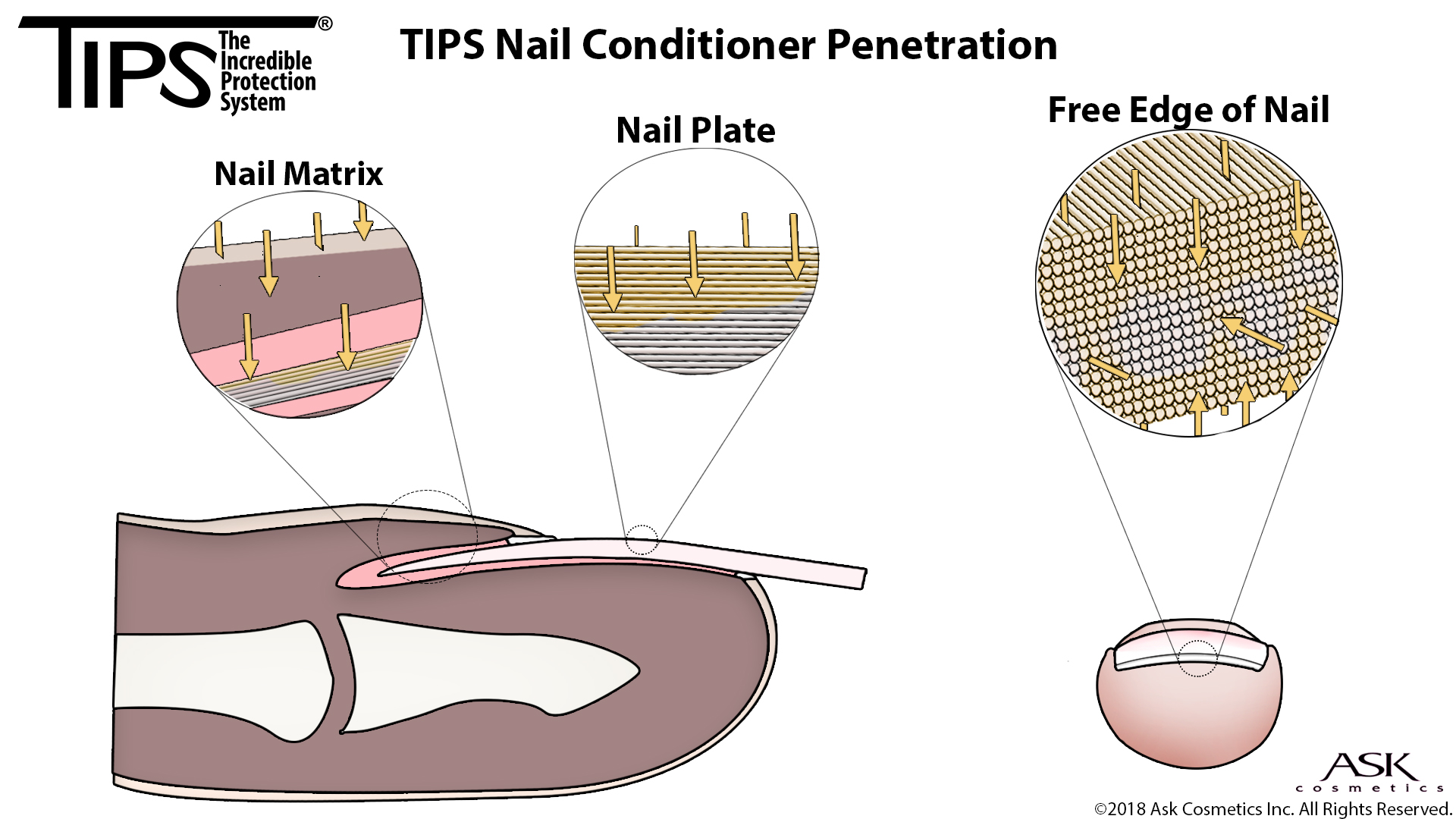 TIPS Nail Conditioner