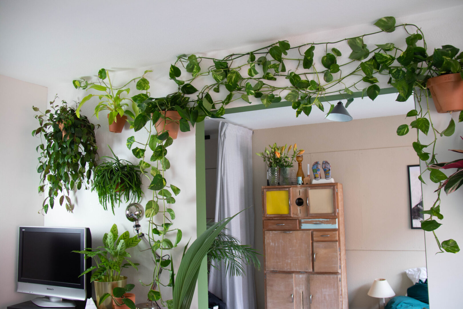 How to hang plants on your walls 5 different methods to try in home. Botanopia USA