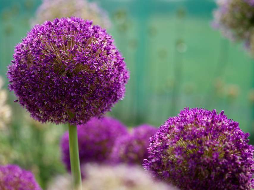 Flower Bulb of the Week the ornamental onions Bulbs4Kids