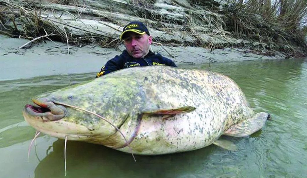 Pescó el bagre más grande del mundo pesaba 400 kilos
