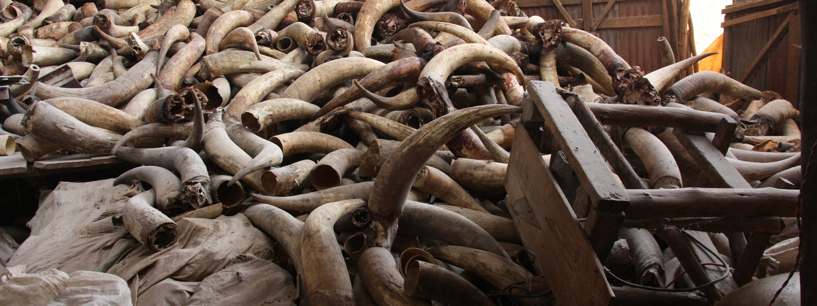 Crushing the Illegal Ivory Trade, One Market at a Time EIA US