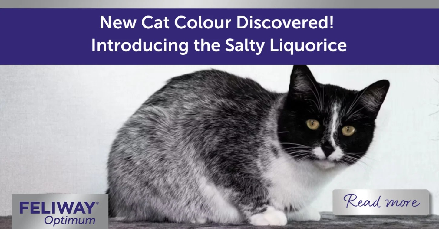 New Cat Color Discovered! Introducing the Salty Licorice