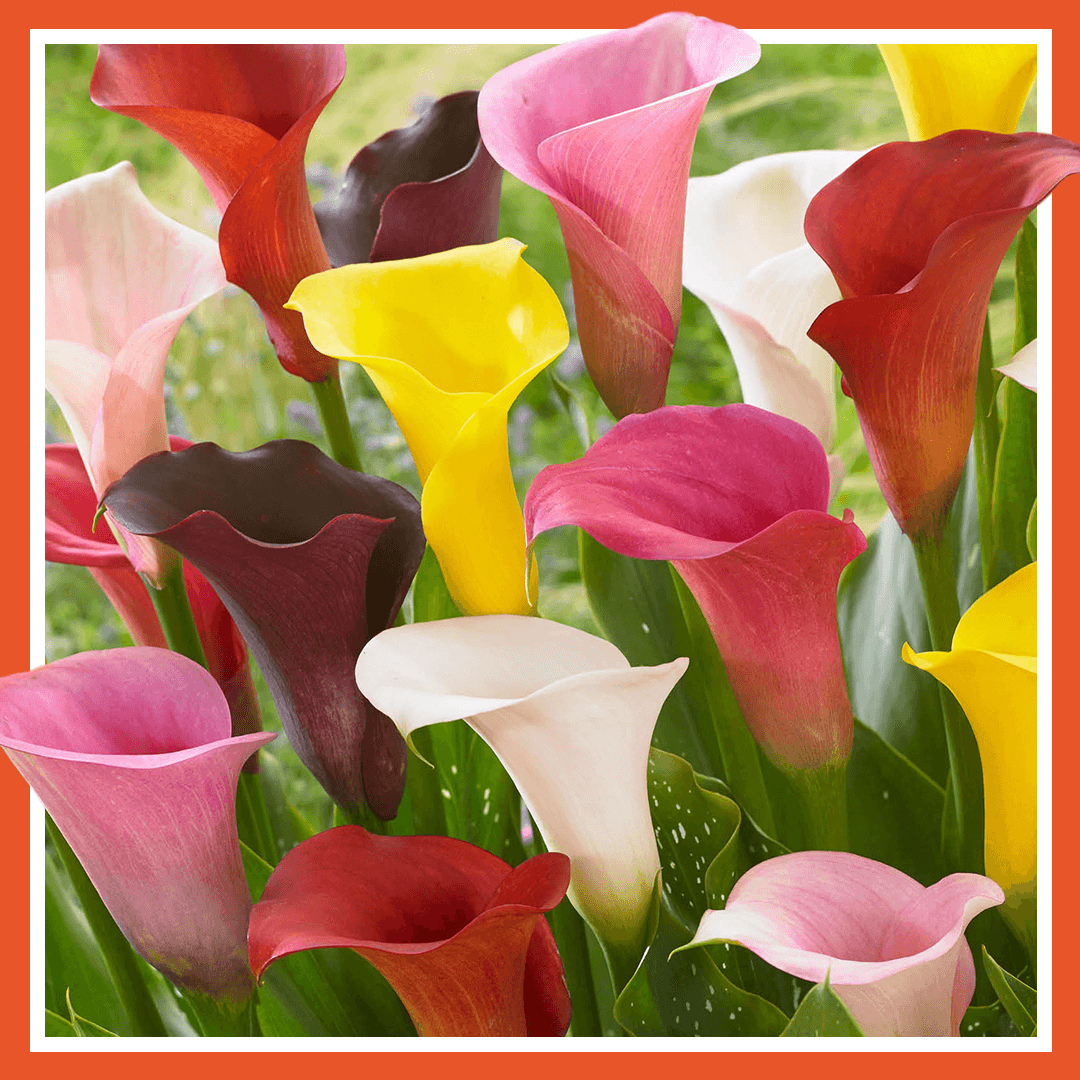 Mixed Colors Calla Flowerbulb Gift Set Plant & Bloom