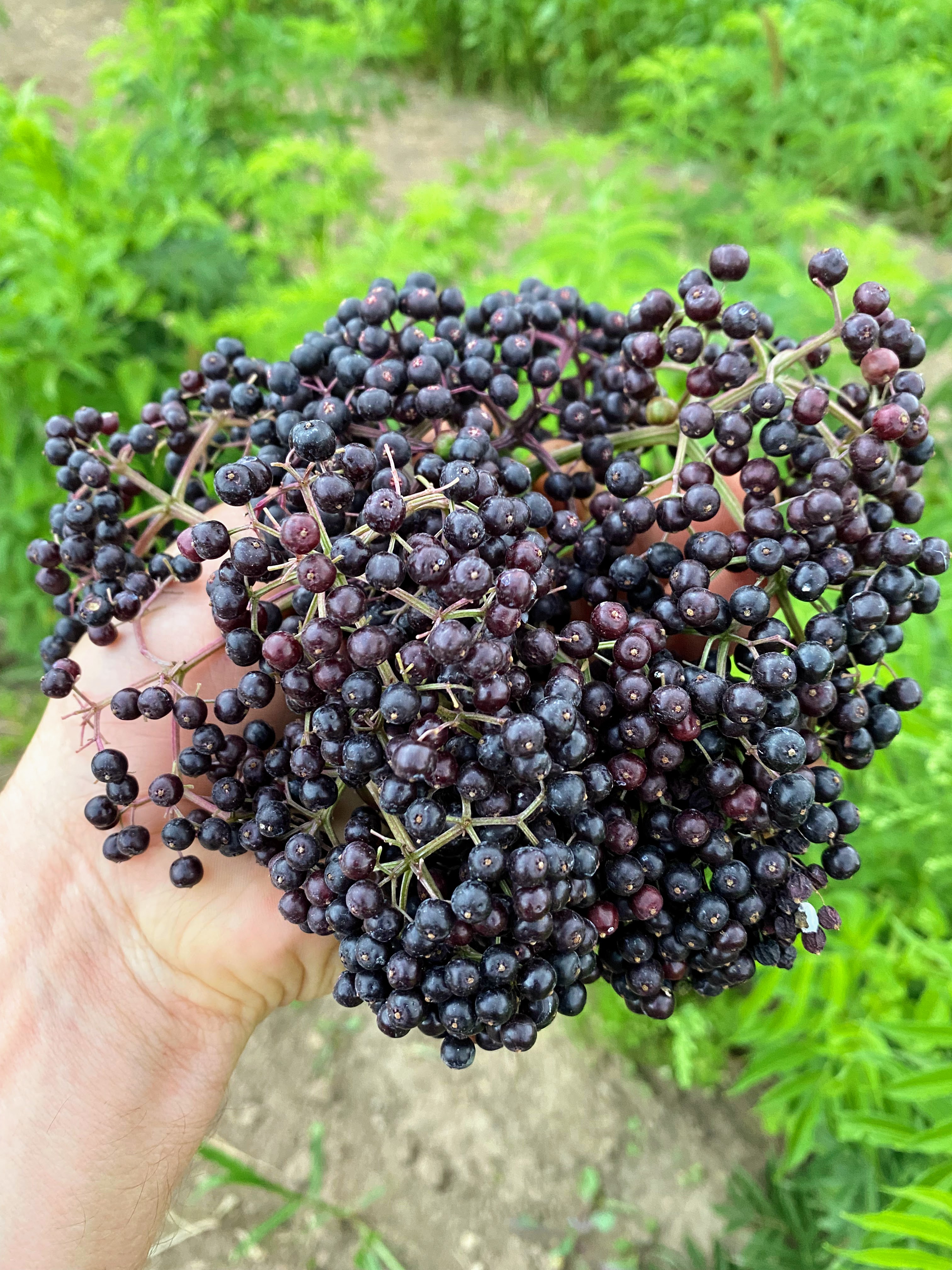 Home Grow Elderberry