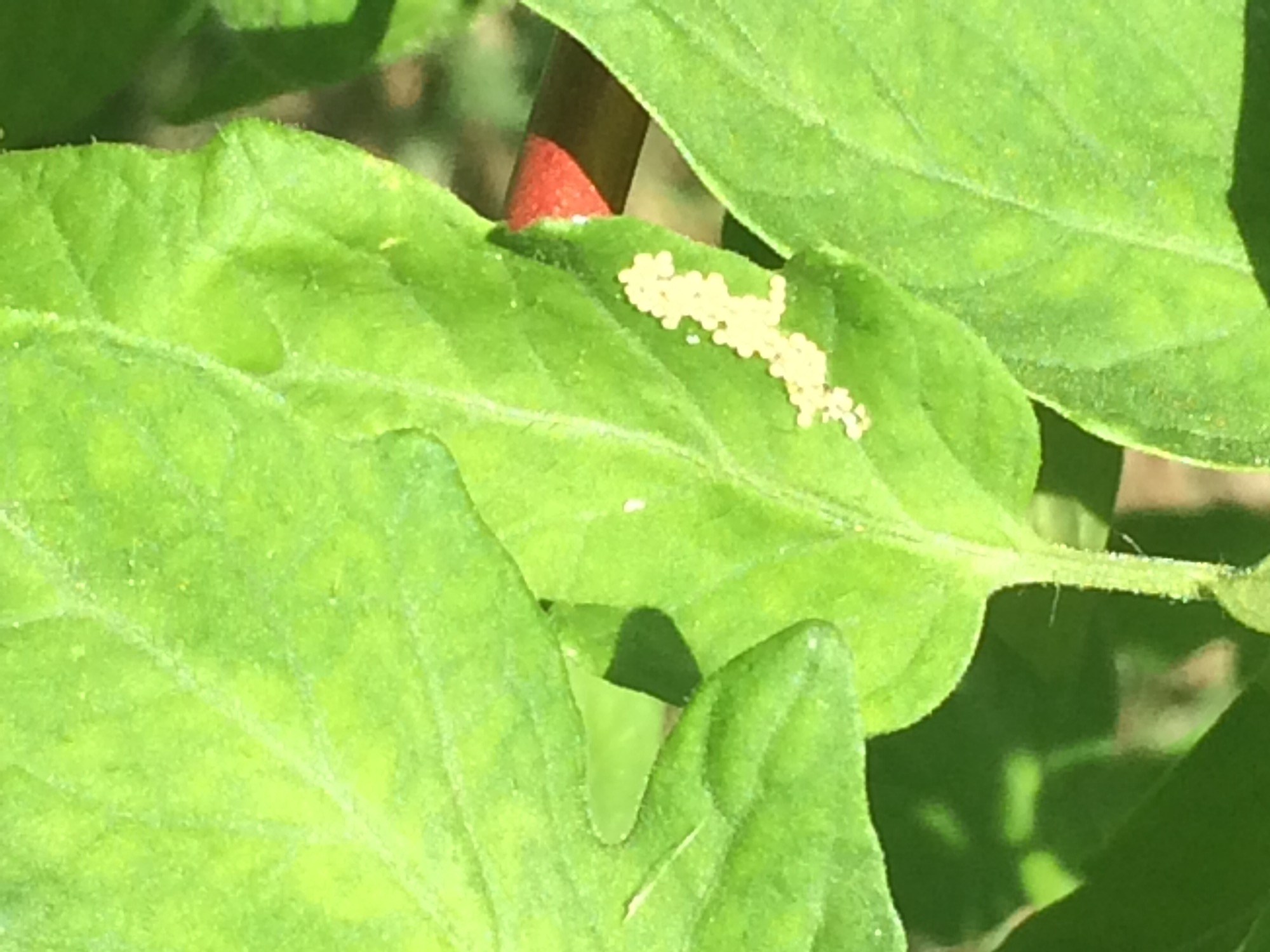 White bugg eggs on tomato plant — BBC Gardeners' World Magazine