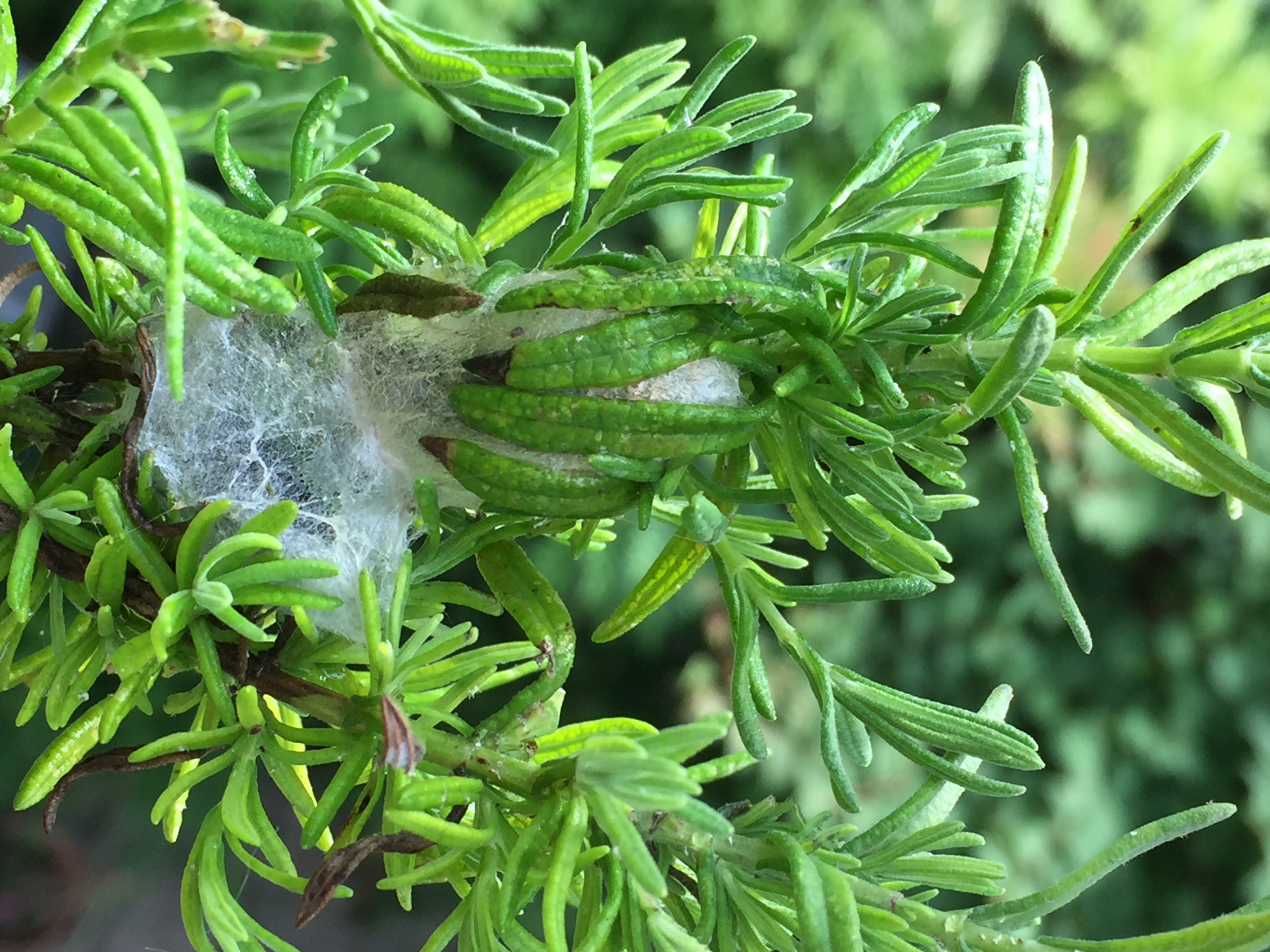 Strange cocoon in lavender leaves — BBC Gardeners' World Magazine