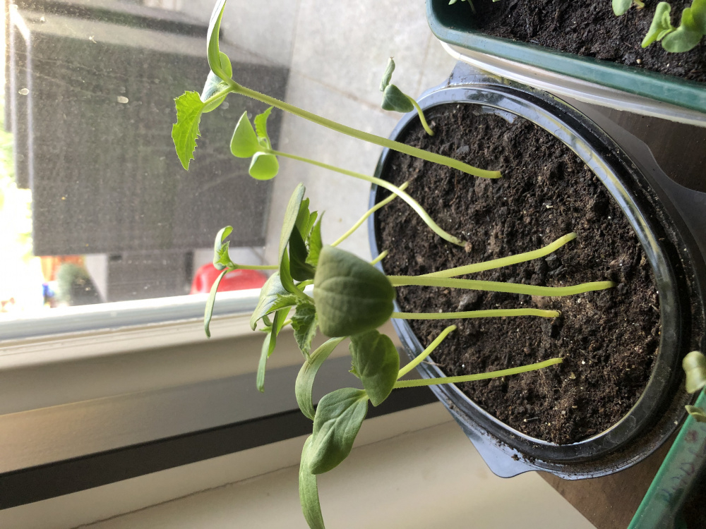 Leggy cucumber seedlings — BBC Gardeners' World Magazine