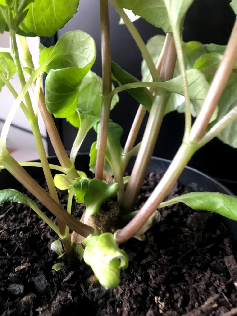 Dahlias cuttings and pinching out please help,! — BBC Gardeners