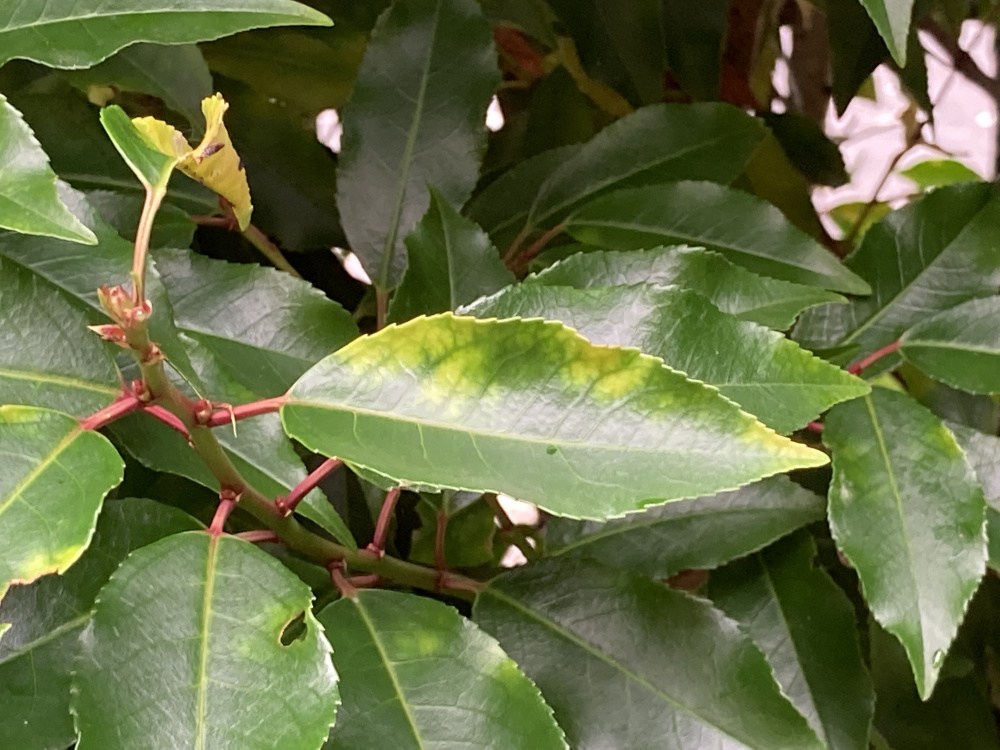 What’s wrong with my Laurel?! — BBC Gardeners' World Magazine