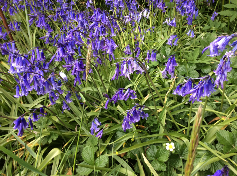 Are these Spanish Bluebells? 😠 — BBC Gardeners' World Magazine
