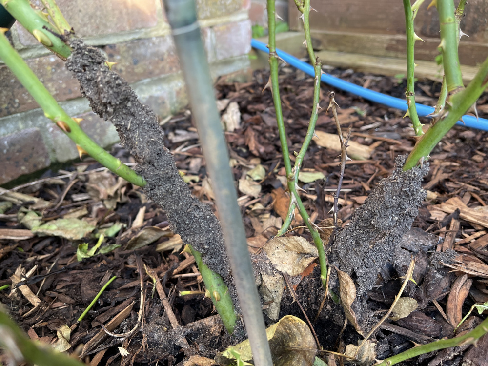 Ants building a structure up a rose bush — BBC Gardeners' World Magazine