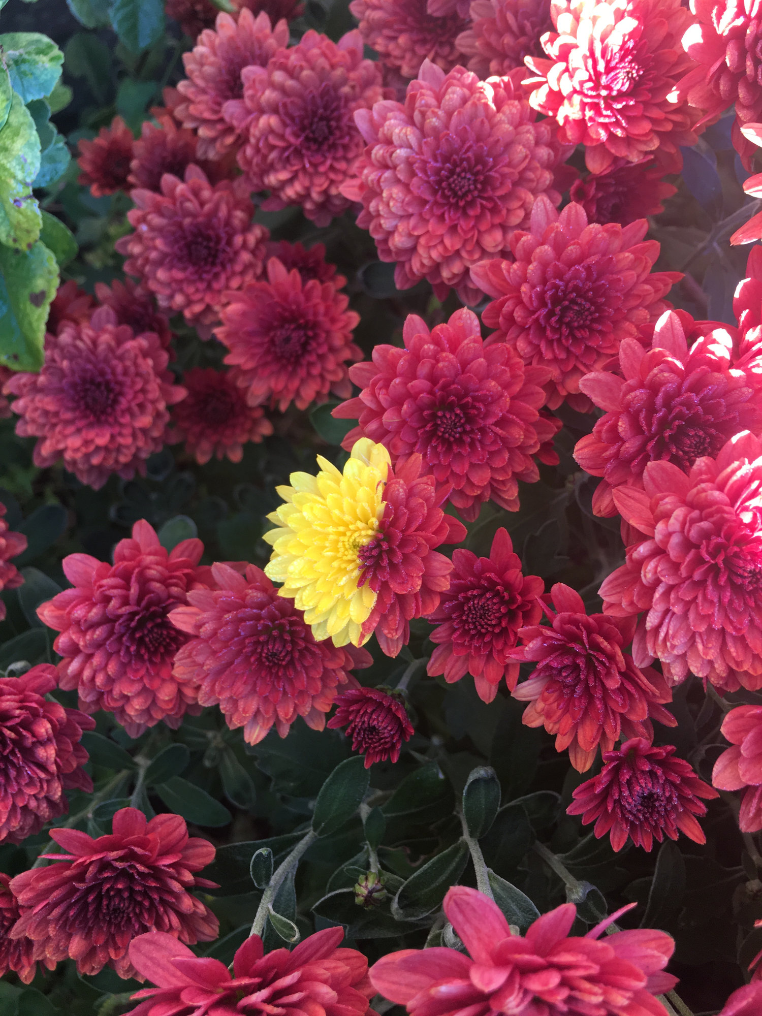 A flower in 2 different colours — BBC Gardeners' World Magazine