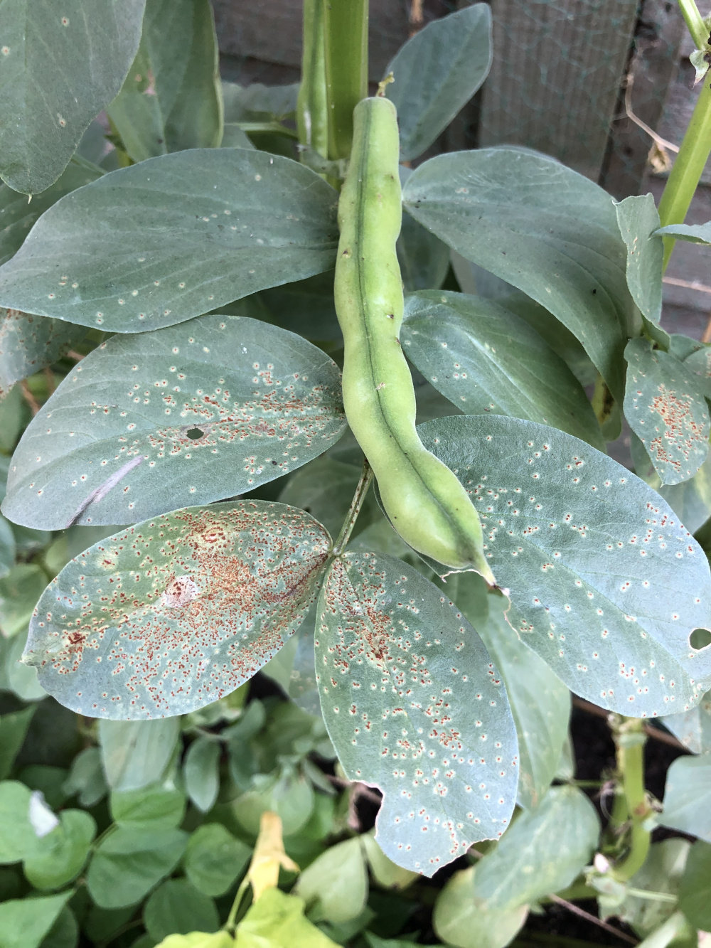 Bean rust — BBC Gardeners' World Magazine