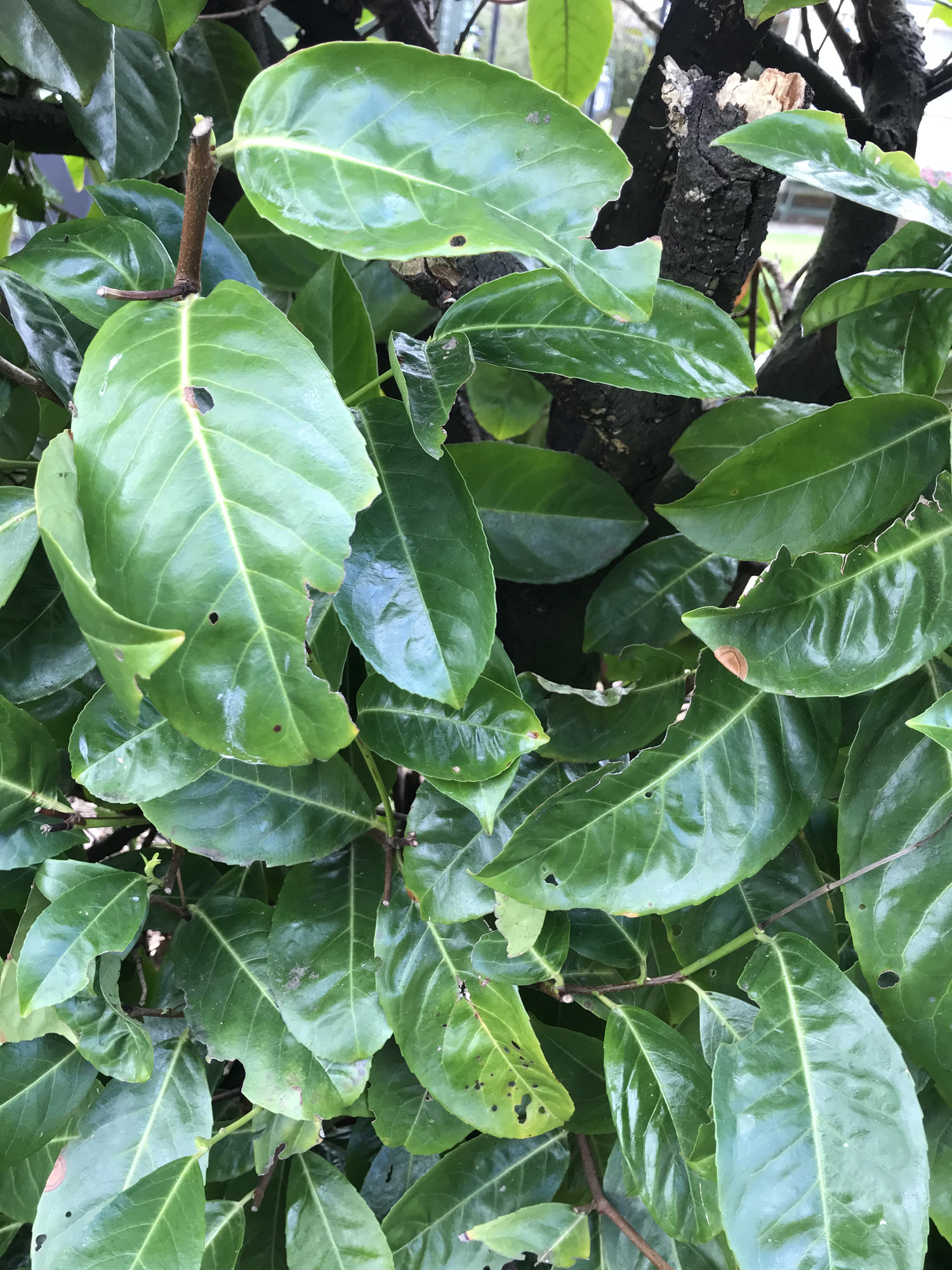 Laurel hedge diseased / dying — BBC Gardeners' World Magazine