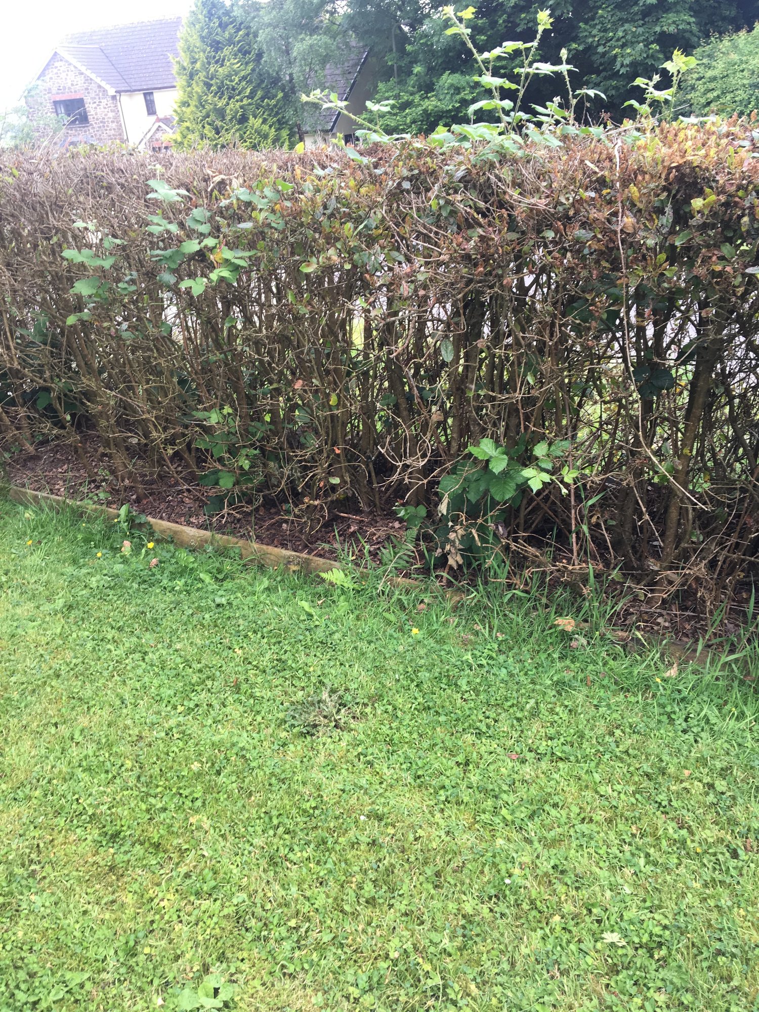 Dying hedge — BBC Gardeners' World Magazine