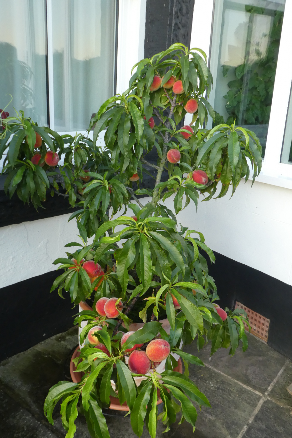 Patio fruit trees — BBC Gardeners' World Magazine