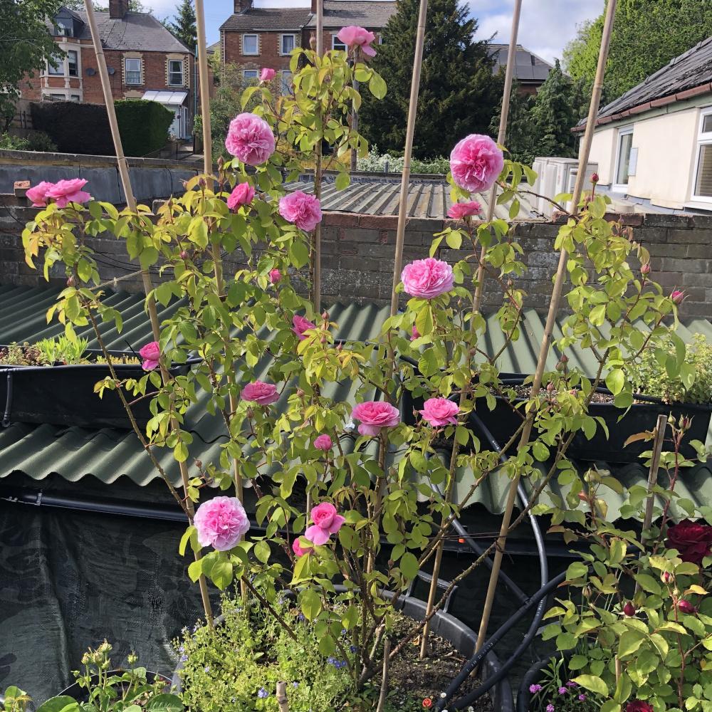 Yellowing leaves on Gertrude Jekyll climbing rose — BBC Gardeners
