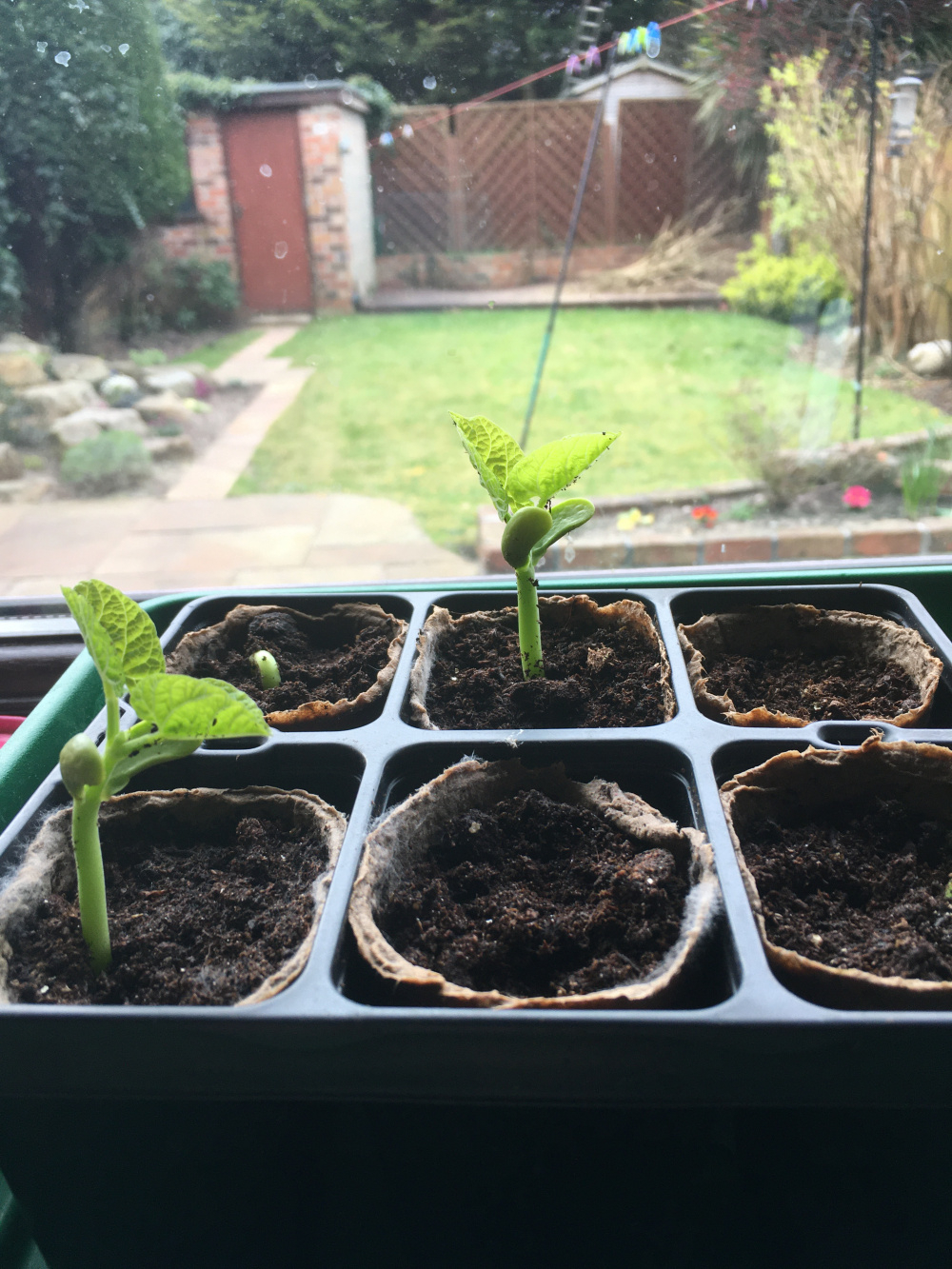 Beans planted too early? — BBC Gardeners' World Magazine