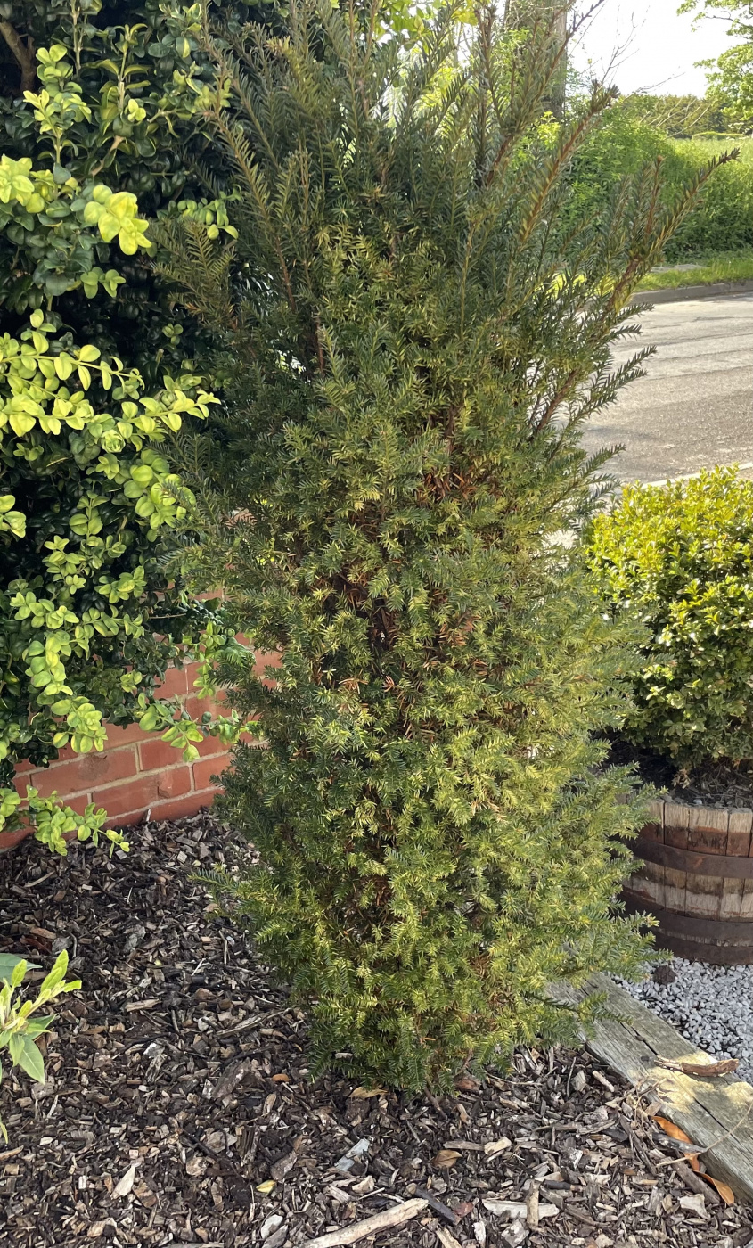 Yew Trees dying but one is doing well. Why? — BBC Gardeners' World Magazine