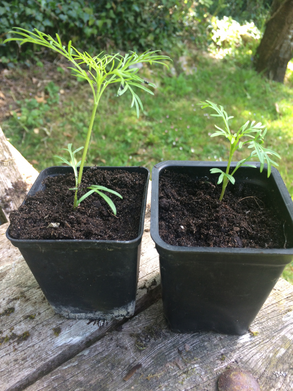 Cosmos & pinching out — BBC Gardeners' World Magazine