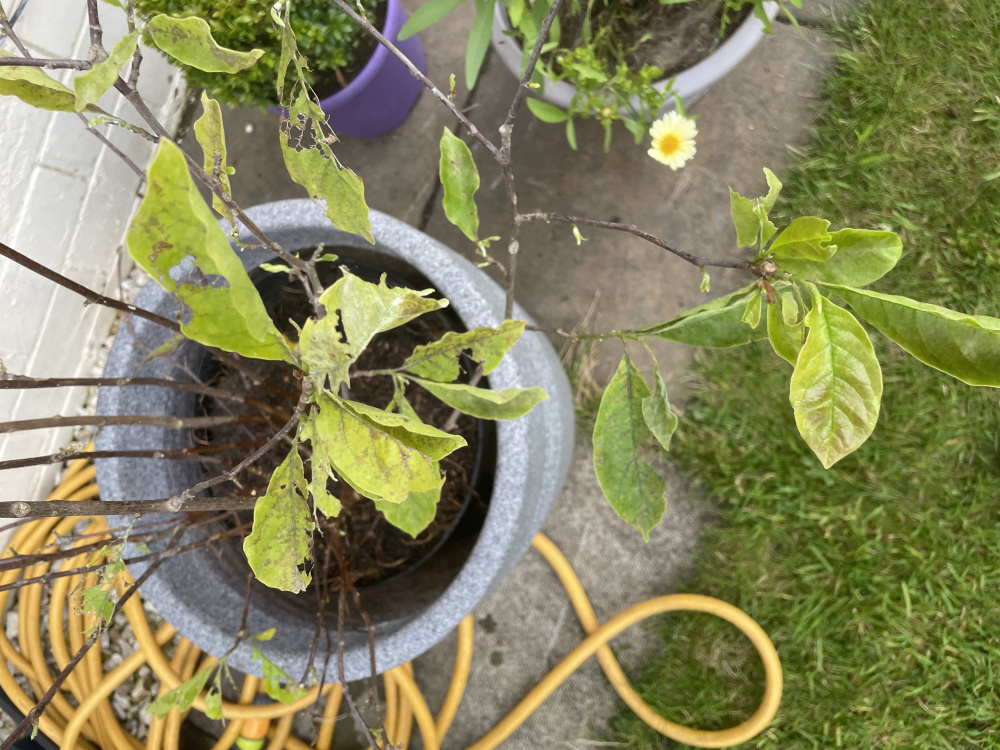 Whats eating my Magnolia? — BBC Gardeners' World Magazine