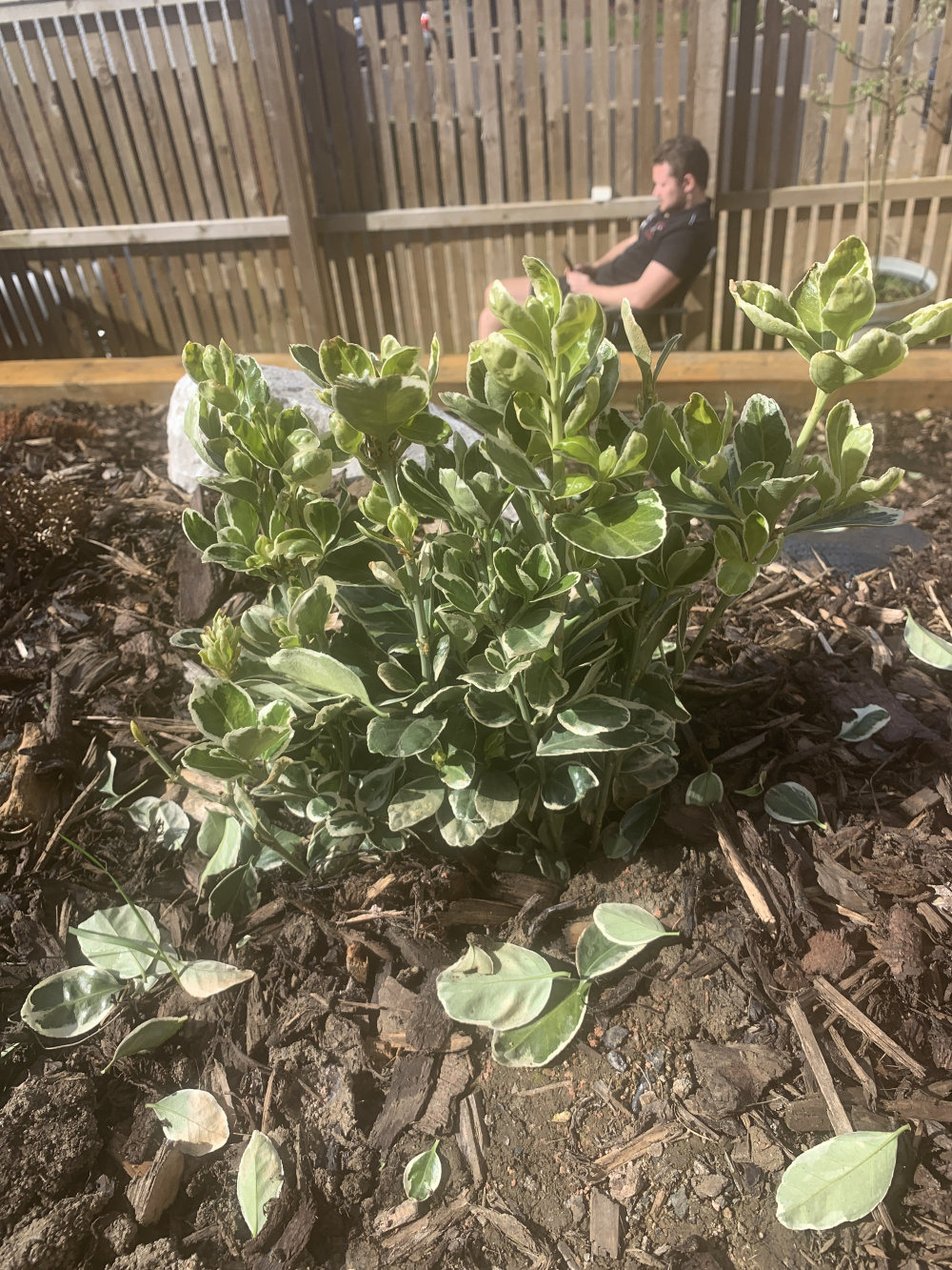 What’s this plant and why are the leaves falling off!? — BBC Gardeners