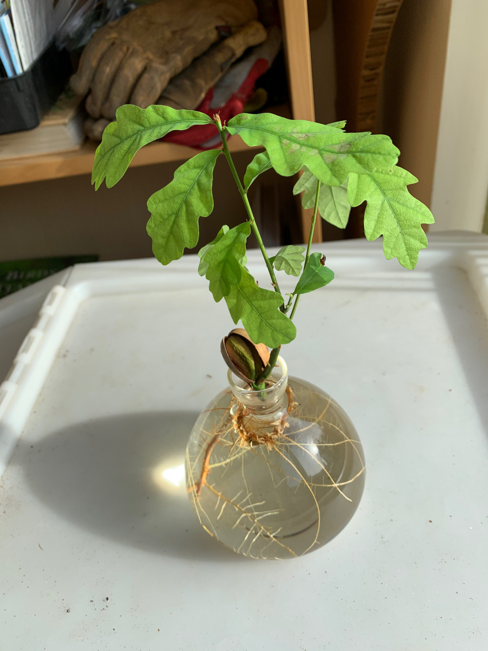 Growing an acorn in water — BBC Gardeners' World Magazine