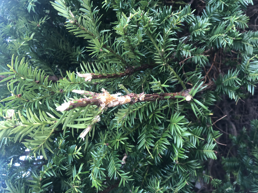 Will my tree grow back? — BBC Gardeners' World Magazine