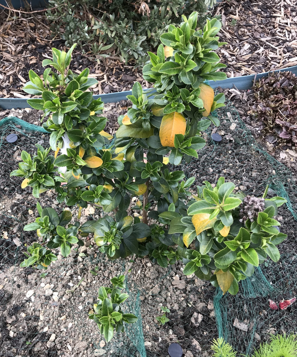 Yellow leaves on Escallonia — BBC Gardeners' World Magazine