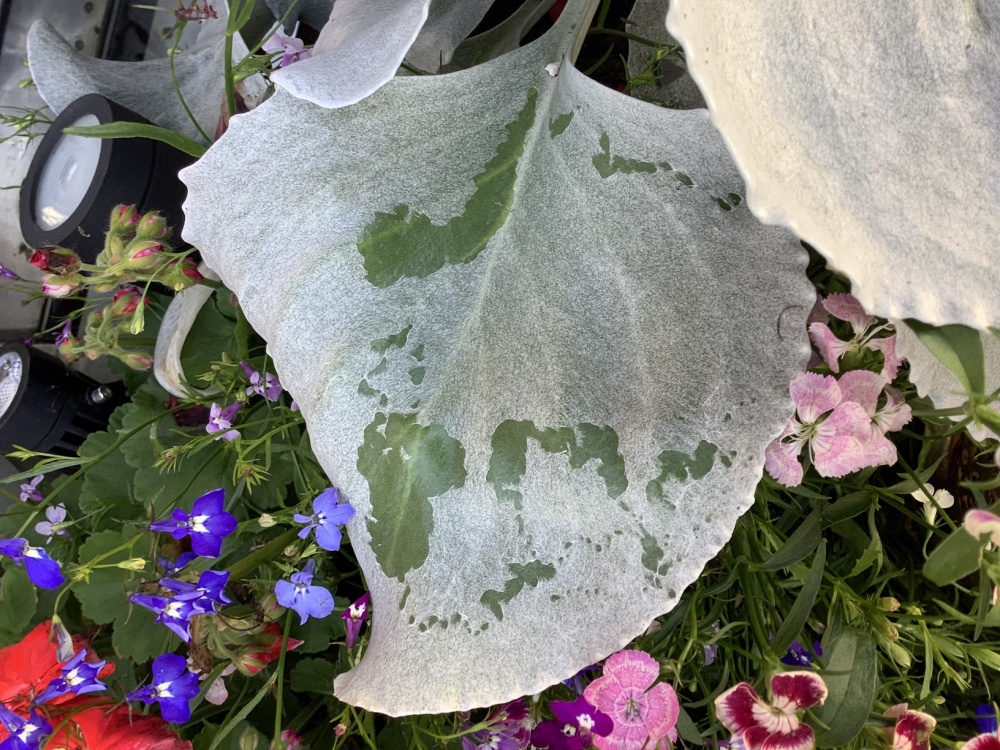 Senecio Angel Wings leaves getting green patches — BBC Gardeners' World