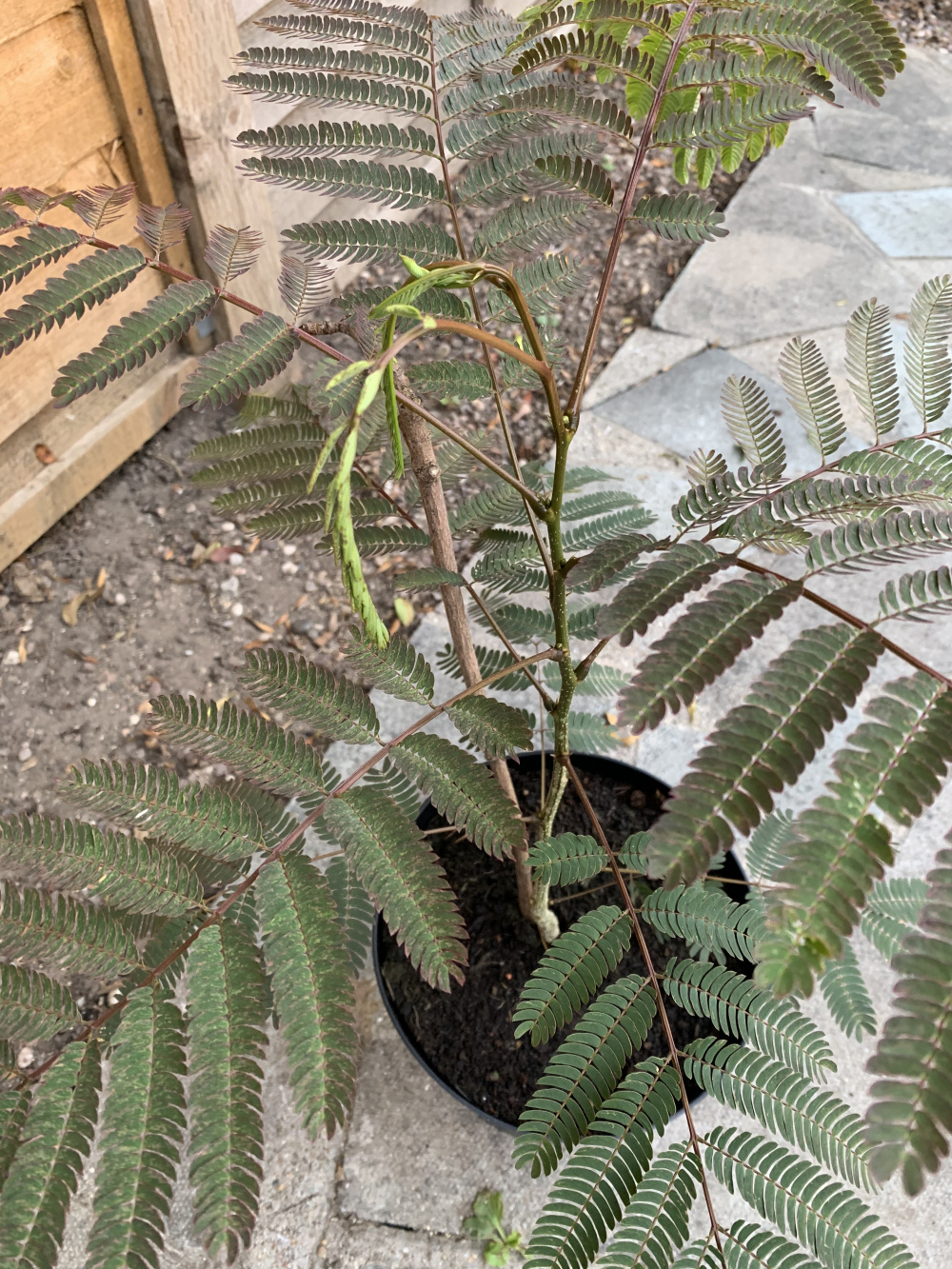 Mimosa vascular wilt — BBC Gardeners' World Magazine