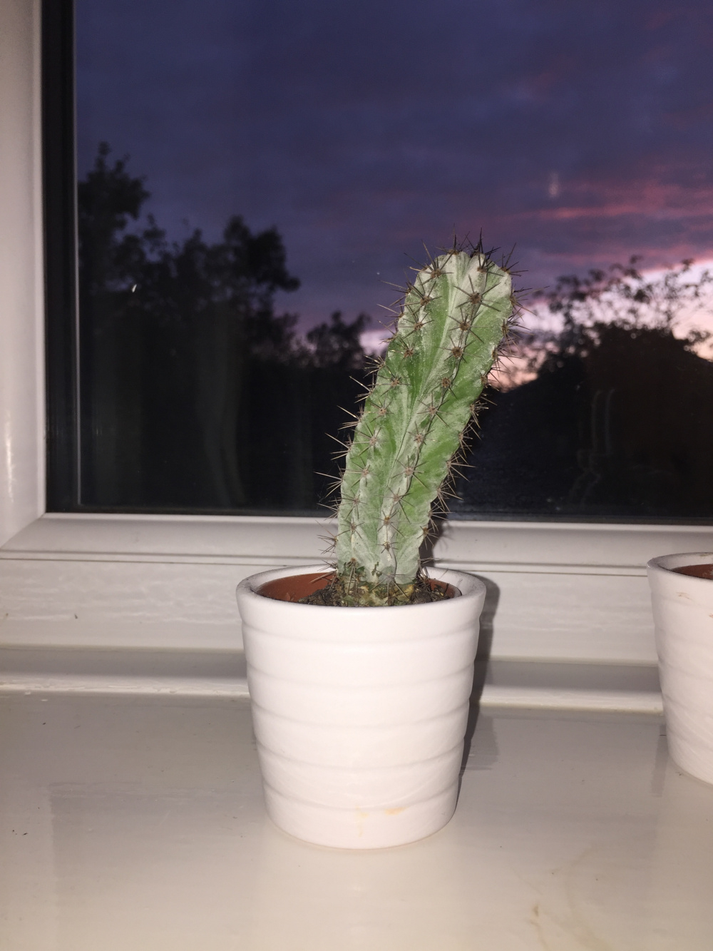 How can i revive cacti? — BBC Gardeners' World Magazine