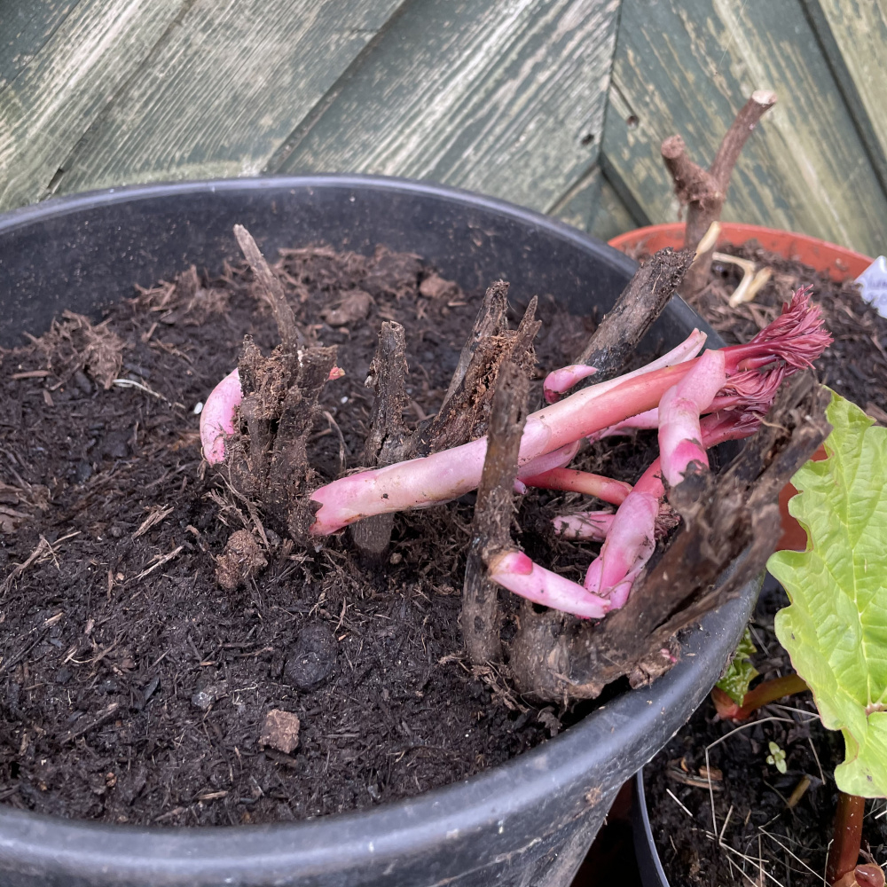 Bare root Itoh peony Bartzella planting — BBC Gardeners' World Magazine