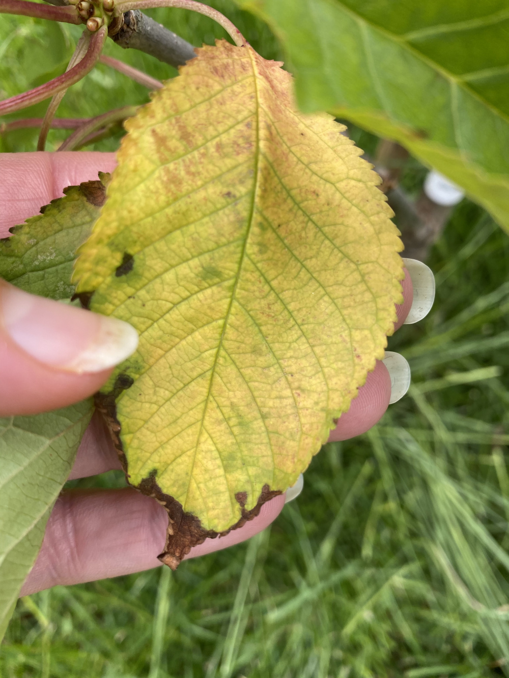 Is this Cherry Leaf Curl disease? Newbie gardener! — BBC Gardeners